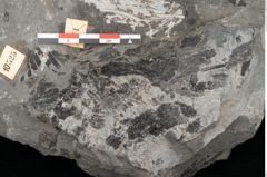 Foto (Detailansicht) von Acrostichites goeppertianus Sch. (NHMW-GEO-2024-0188-10525)